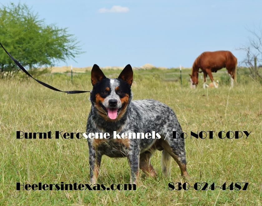 Bk fashion blue heelers